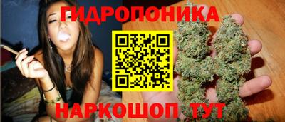 крисы Кингисепп